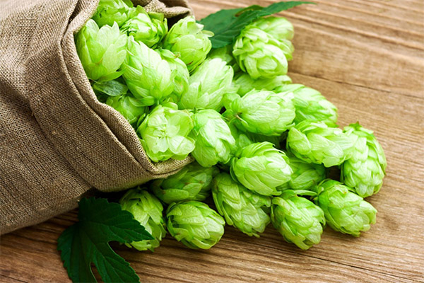 Propriétés médicinales des cônes de houblon