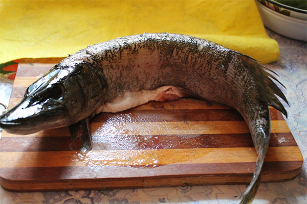 Peut-on manger du brochet en cas de diverses maladies ?