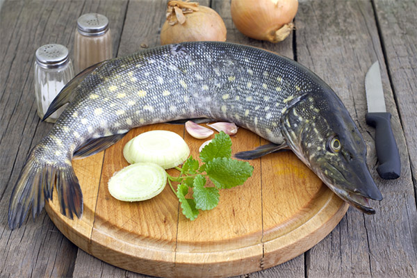 Bienfaits et méfaits du brochet