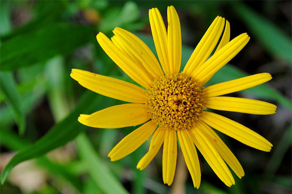 L'utilisation de l'arnica en cosmétologie