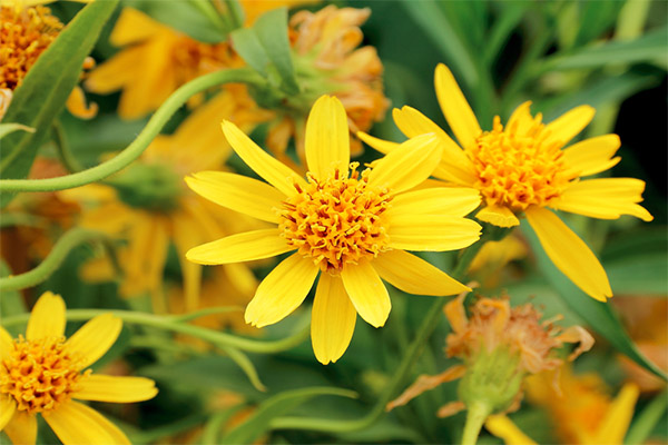 Utilisation de l’arnica en médecine traditionnelle