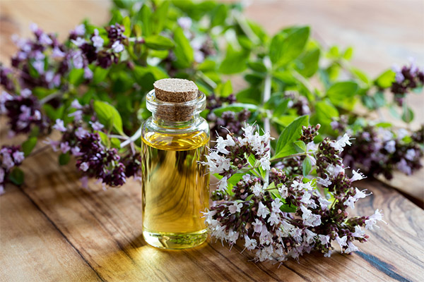 Utilisation de l'origan en cosmétologie