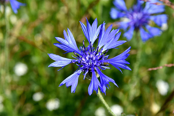 Anwendung der Kornblume in der Kosmetik