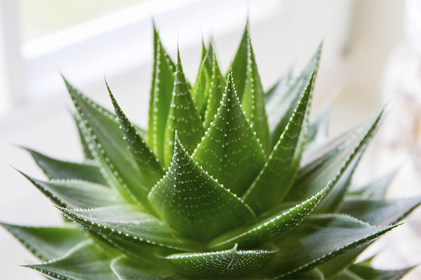 Contre-indications à l'utilisation de l'aloe