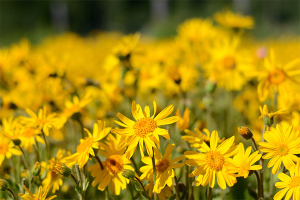 Contre-indications à l'utilisation de l'arnica
