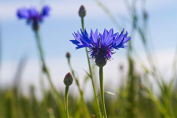 Kontraindikationen für die Anwendung der Kornblume