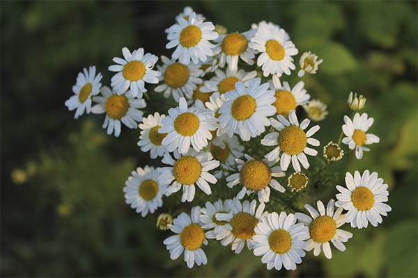Camomille