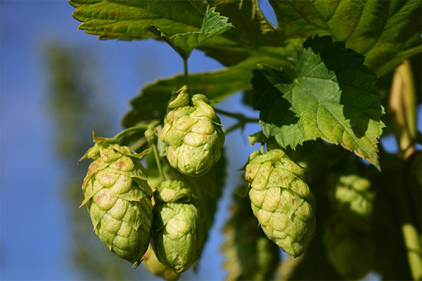 Les cônes de houblon dans la médecine traditionnelle