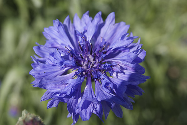 Kornblume in der Volksmedizin