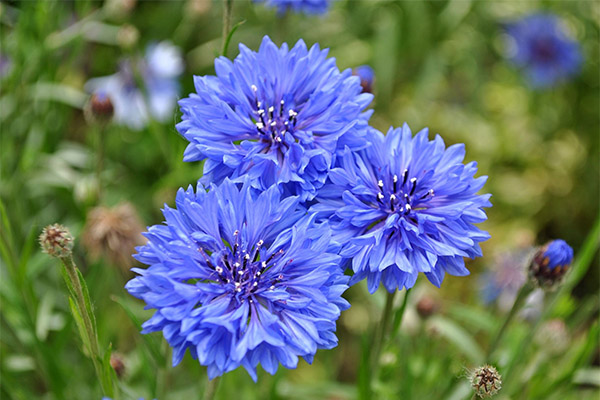 Kornblume