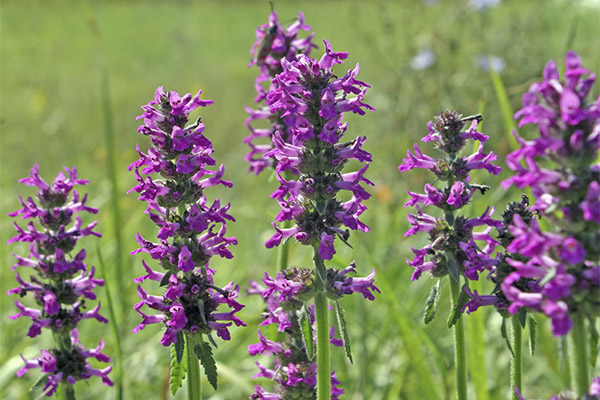 La Bétoine officinale en médecine traditionnelle