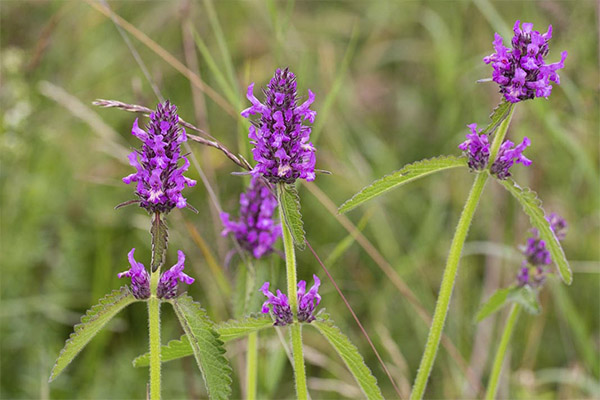 Bétoine officinale