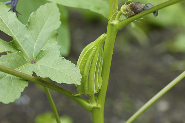 Interessante Fakten über Okra