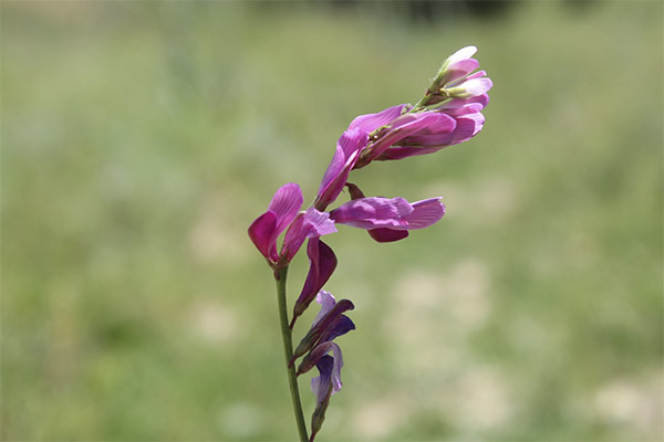 Hedysarum