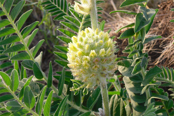 Propriétés médicinales de l'astragale à fleurs laineuses