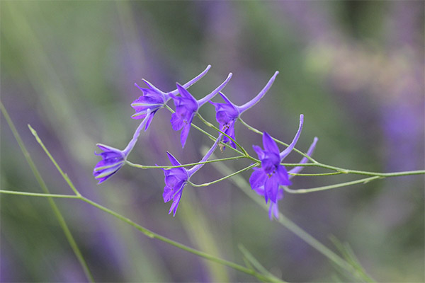 Propriétés médicinales du delphinium des champs