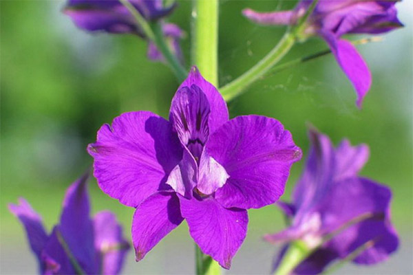 Propriétés magiques du delphinium des champs