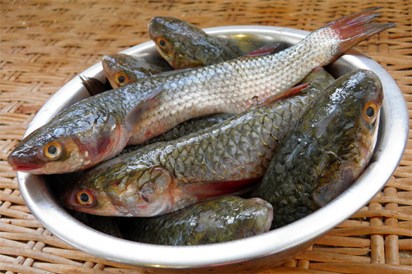 Propriétés bénéfiques du poisson mulet