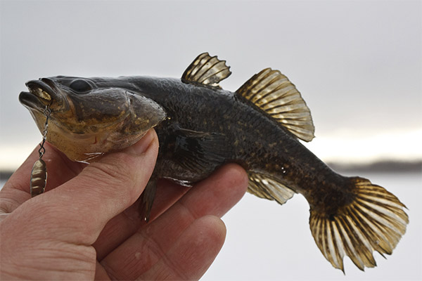 Propriétés bénéfiques du poisson rotan