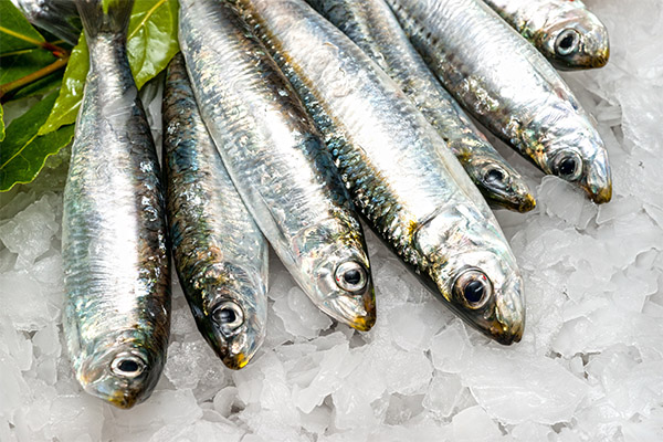 Propriétés bénéfiques de la sardine