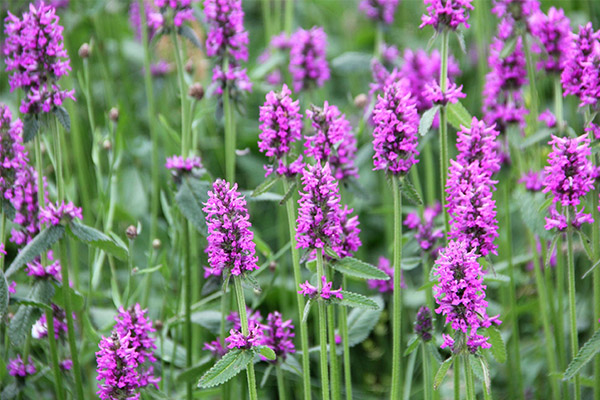 Contre-indications à l'utilisation de l'épiaire officinale