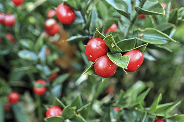 Contre-indications à l'utilisation du Ruscus