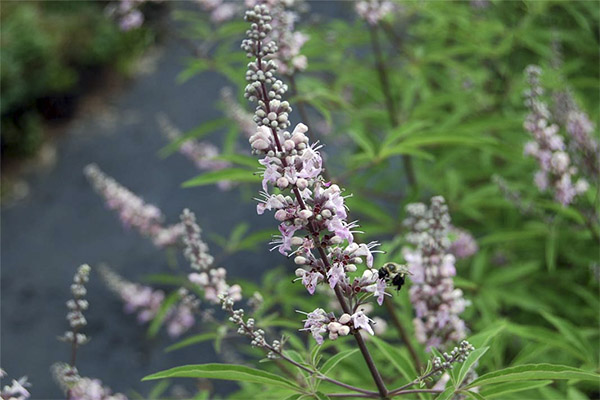 Kontraindikationen für die Anwendung von Vitex