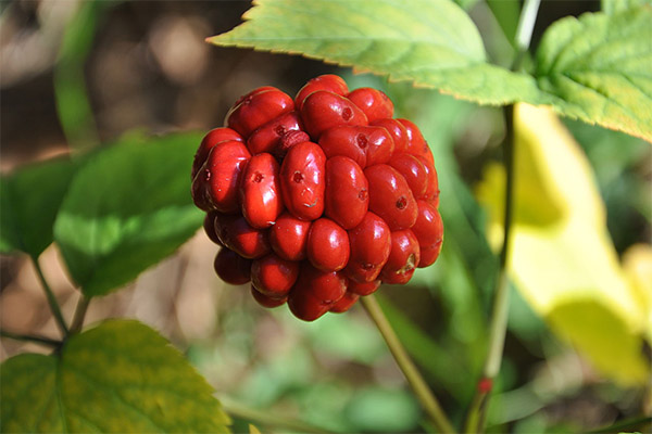 Kontraindikationen für die Anwendung von Ginseng