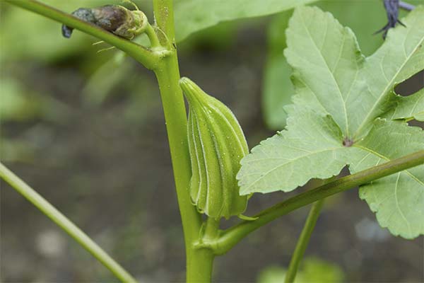 Pflege der Okra
