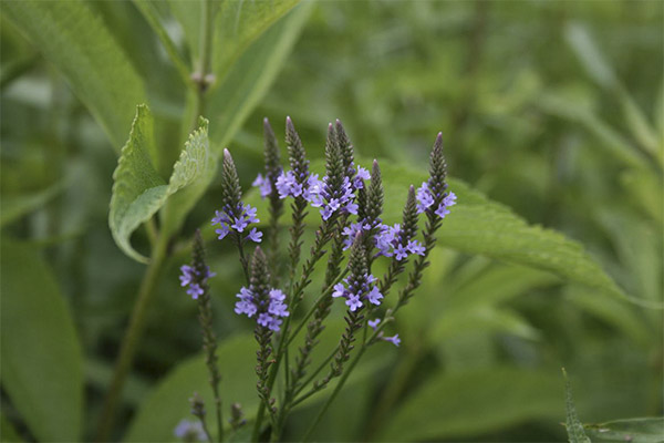 La verveine officinale en médecine populaire