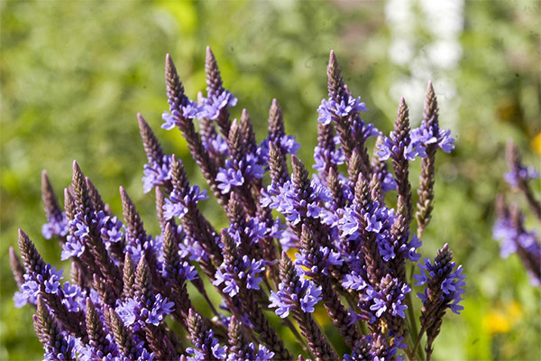 Verveine