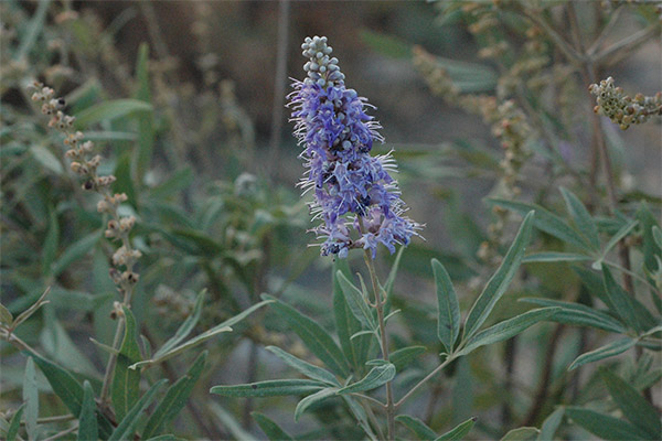 Arten von heilenden Zubereitungen mit Vitex