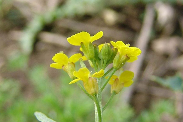 Types de préparations médicinales à l'erysimum