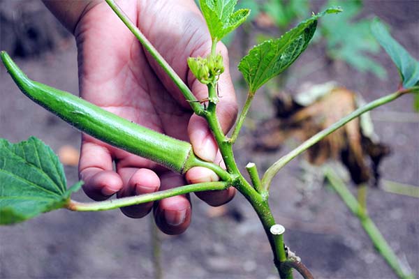 Anbau von Okra