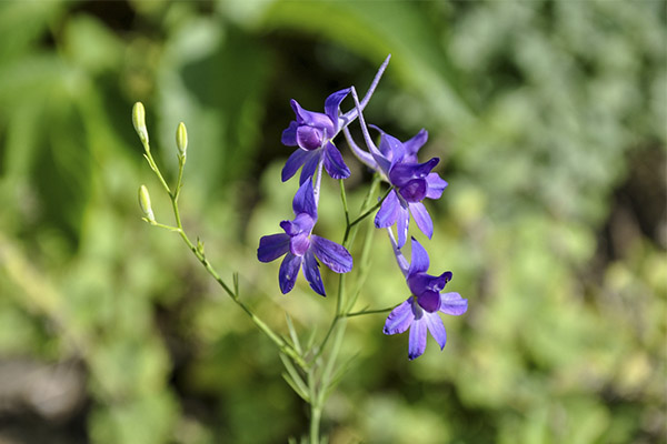 Le delphinium des champs en médecine populaire