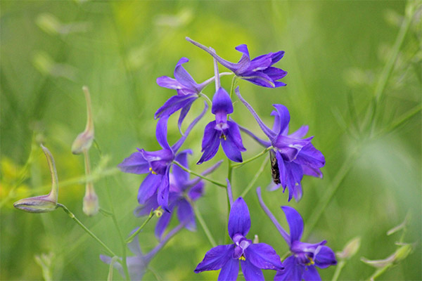 Delphinium