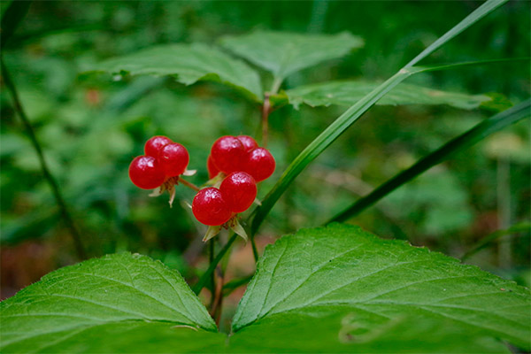 Was man aus Steinbeeren zubereiten kann