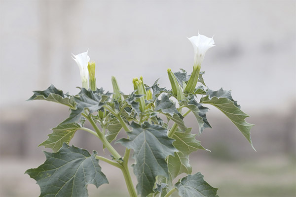 La datura en médecine populaire