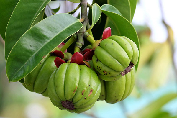 Faits sur le fruit du garcinia