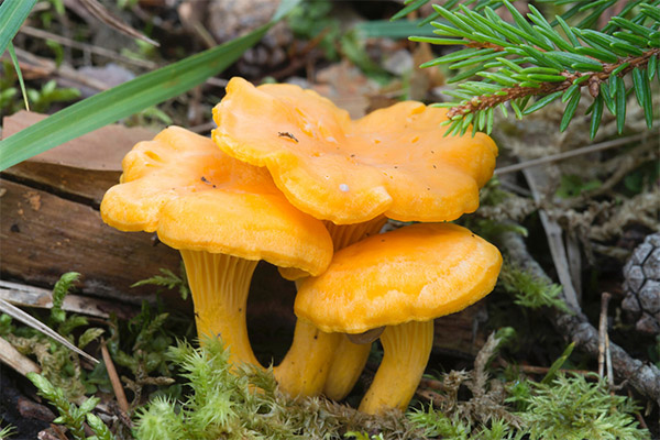 Faits sur les chanterelles