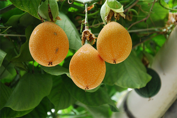 Interessante Fakten über die Granadilla