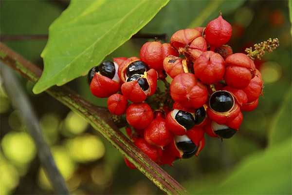 Interessante Fakten über Guarana