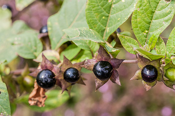 Interessante Fakten über die Belladonna