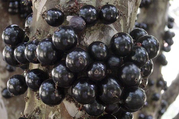 Faits intéressants sur le jaboticaba
