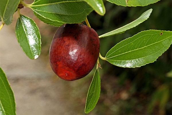 Faits intéressants sur le jujube