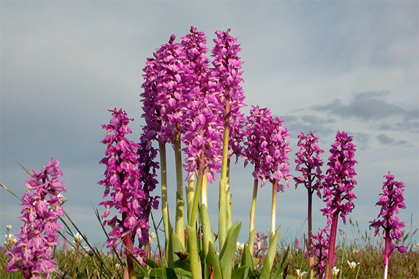 L'orchis dans la médecine populaire