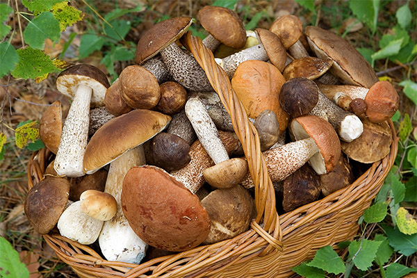 Comment les champignons influencent-ils le corps humain