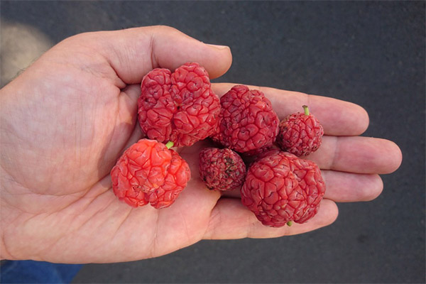 Comment manger correctement le fruit de l'arbre à fraises ?