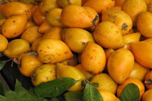 Comment cultiver le fruit canistel
