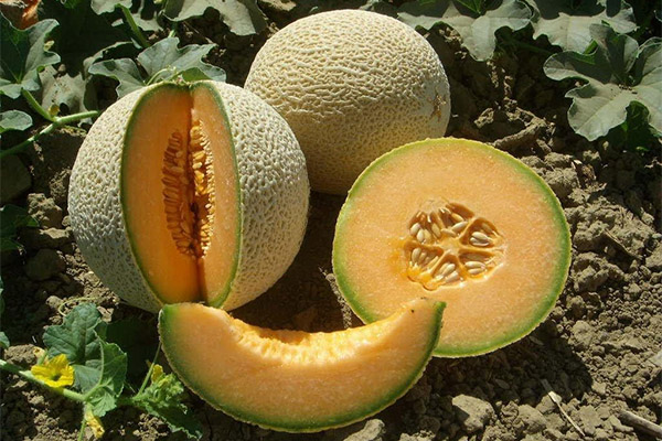 Comment cultiver le cantaloup